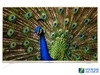 LG 49UF6300-CDҺӲֻ4K仹4KͼԼXDͼʹ伴ʹۿҲϸ΢ԽֱͨʵƵɽӽ廭ʵͼΪϳӾʢ硣