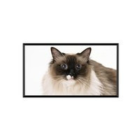 Ӣ΢GHK����Ļ��16:9