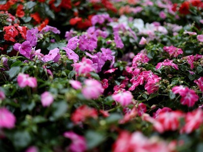 С�ɷ���߻��ʵ�ȫ�����������EOS RP