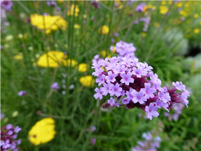 ��ϲ����������