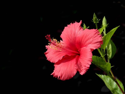 �Լ۱��ԸߵĻ���