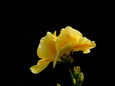 �Լ۱��ԸߵĻ���