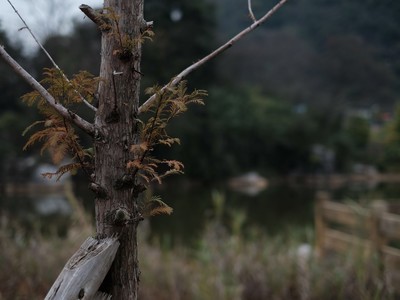 ��Ч55mm�����ı�ͷ