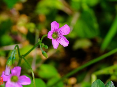 ����ĳ�����ͷ