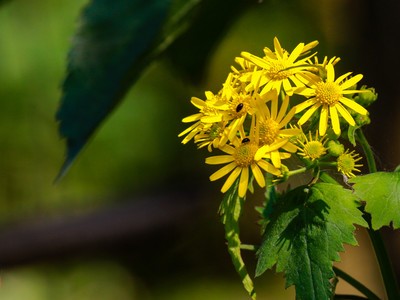 ����ĳ�����ͷ