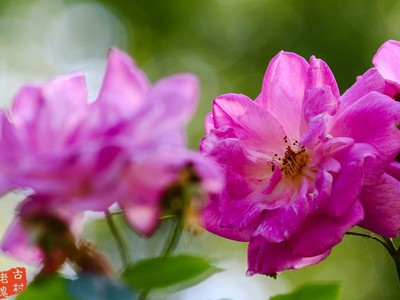 ����ĳ�����ͷ