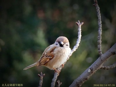 �����������ӳԵ����ϱ�